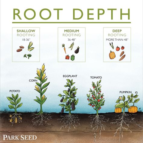 interplanting Horticulture Education, Veggies Garden, Beginner Gardening, Homesteading Skills, Food Web, Plant Science, Garden Vegetables, Veg Garden, Grow Plants