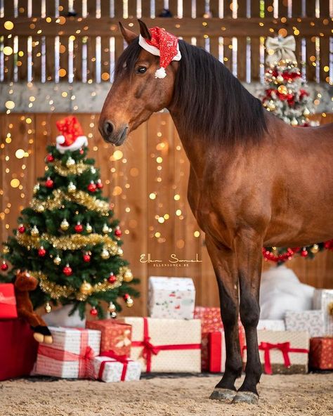 Horse Show Mom, Pictures With Horses, Beautiful Horse Pictures, Christmas Horses, Christmas Shoot, Christmas Scenery, Horse Portrait, All The Pretty Horses, Christmas Photography