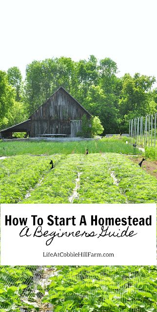 How To Start A Homestead: A Beginners Guide Start A Homestead, Small Homestead, Beef Cow, Modern Homesteading, The Barnyard, Cobble Hill, Farm Market, Dairy Cows, Pressure Canning