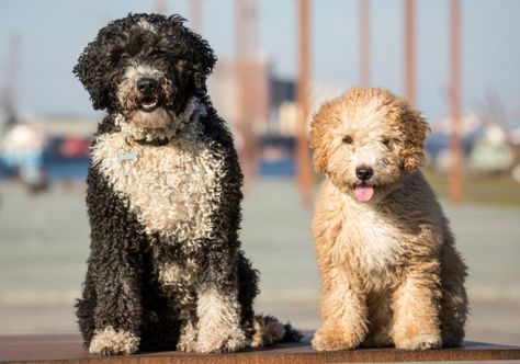 The Spanish Water Dog may have "water" in his name, but this ancient breed actually herded and protected livestock. Today, he's also a loyal, smart, and energetic companion. Dogs In Water, Dog Pool Ramp, Funny Cats In Water, Spanish Water Dog, Hypoallergenic Dog Breed, Irish Water Spaniel, American Water Spaniel, Dog Pool, Portuguese Water Dog