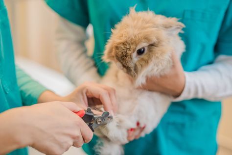 Rabbit Nails, Unique Rabbit, Young Rabbit, S Nails, Bunny Nails, Rabbit Care, Pet Bunny, Pet Rabbit, Popular Nails