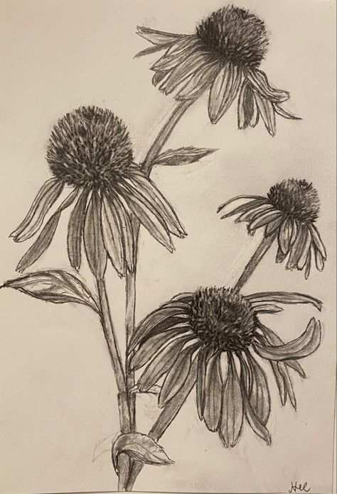 Purple Coneflower Tattoo, Echinacea Drawing, Coneflower Drawing, Coneflower Tattoo, Cone Flowers, Doodle Flowers, Reference Art, Diploma Courses, Rose Drawing