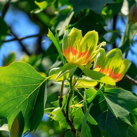 How to Plant and Grow a Tulip Tree Tulip Poplar Tree, Tulip Seeds, Fast Growing Shade Trees, London Plane Tree, Tulip Poplar, Growing Tulips, Tulip Tree, Patio Trees, Poplar Tree