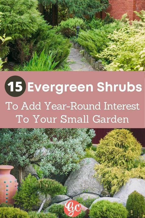 Small evergreen shrubs come in many forms. Some are coniferous, while others are broadleaf evergreens. Also, since small evergreens are in such demand, you’ll find that many evergreen shrubs arose through careful cultivation. For each shrub on our list, you will learn what makes them great and what conditions allow them to grow best. Evergreen Shrubs Uk, Small Evergreen Garden Ideas, Evergreen Shrubs For Shade, Evergreen Shrubs Full Sun, Small Evergreens, Small Evergreen Trees, Evergreen Foundation Planting, Evergreen Gardens, Evergreen Planters