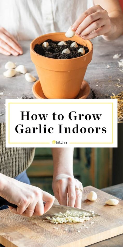 Grow Onions From Scraps, Growing Garlic Indoors, Planting Garlic From Cloves, Planting Garlic Cloves, Growing Garlic In Containers, Growing Garlic From Cloves, Grow Garlic Indoors, Regrow Vegetables, Grow Garlic