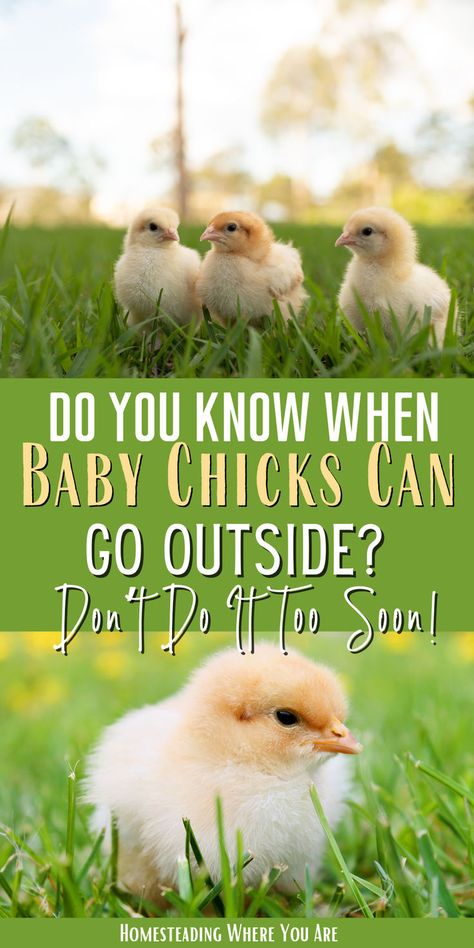 Do you know when baby chicks can go outside? Raising baby chicks takes a lot of time, and the last thing you want to do is put them outside at the wrong time. I show you when to put them outside and when to take chicks off a heat lamp. Raising Baby Chicks, Baby Chicks Raising, Day Old Chicks, Heat Index, Hatching Chicks, Heat Lamp, Raising Backyard Chickens, Heat Lamps, Wrong Time