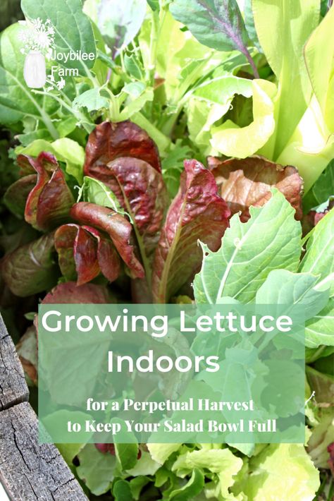 Indoor Lettuce Growing, Salad Container Garden, Indoor Salad Garden, Indoor Container Garden, Romaine Lettuce Growing, Growing Lettuce Indoors, Planting Lettuce, How To Harvest Lettuce, Salad Garden