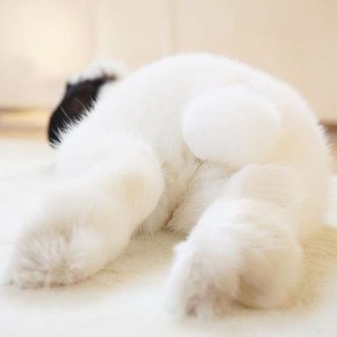 Bunnies Pictures, Sleeping Bunny, Funny Rabbit, Fluffy Bunny, Bunny Pictures, Bunny Lovers, Honey Bunny, Bunny Rabbits