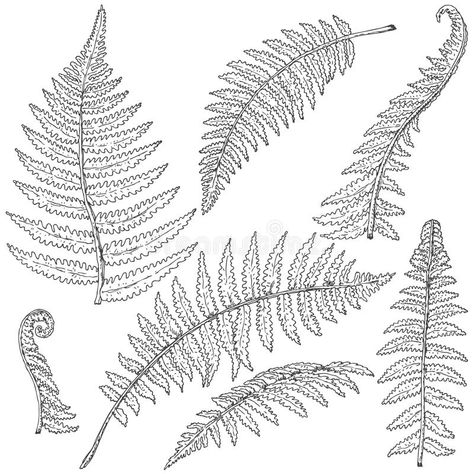 Fern Leaves Sketch royalty free illustration Fern Sketch, Multi Media Art Ideas, Botanical Illustration Black And White, Fern Drawing, Fern Illustration, Water Ferns, Sam Tattoo, Fern Tree, Tree Drawing Simple