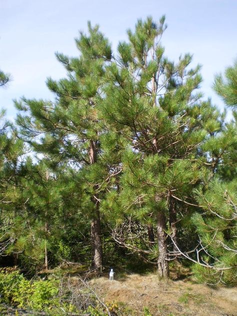 Norway Pine (Red Pine) Tree Facts, Identification, Habitat, Pictures Red Pine Tree, Tree Facts, Pine Pitch, Snowshoe Hare, Coniferous Trees, Pitch Pine, Kingdom Plantae, Eastern White Pine, Forest Plants