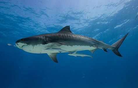 Tiburón tigre Shark Photos, Shark Pictures, Jaws Movie, Tiger Shark, Wild Nature, Stingray, Sea Animals, Blue Sea, Animals