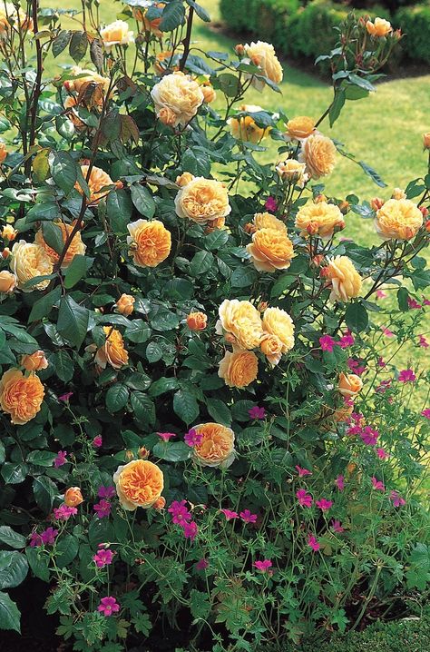 Crown Princess Margareta Rose Review | David Austin 1999 - The Right Roses David Austin Roses Garden, Crown Princess Margareta, Rose Companion Plants, Austin Rose, Fragrant Roses, French Country Garden, Companion Plants, David Austin Roses, Chinese Garden