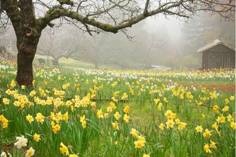 Daffodil Hill Calming Images, California Wildflowers, Spring Day, Watercolor Landscape, Amazing Nature, Volcano, Daffodils, Secret Garden, Spring Time