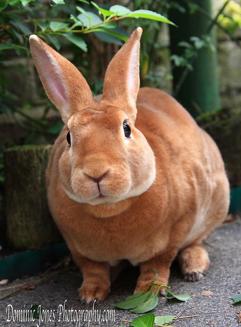 red rex rabbit Mini Rex Rabbit, Rabbit Breeds, Velveteen Rabbit, Lovely Photo, House Rabbit, Bunny Pictures, Rex Rabbit, Bunny Rabbits, Pet Rabbit