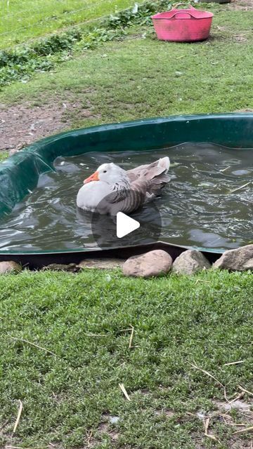 Duck Pool, Empty Pool, Flying Geese, Ducks, Dinosaurs, Pool, Shower, Quick Saves, Instagram