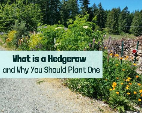 Benefits of Hedgerows Hedgerow Ideas, Hedgerow Fence, Hedgerow Plants, Gaia's Garden, Paddock Paradise, Perennial Vegetables, Gothic Garden, Chicken Garden, Cottage Garden Design