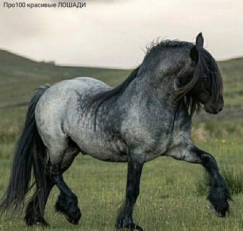 Draft Horse Breeds, Horse Poses, Stallion Horses, Horse Anatomy, Draft Horse, Horse Inspiration, Big Horses, Horse Boarding, Most Beautiful Horses