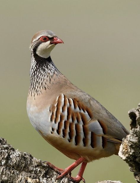 Chukar Partridge, Partridge Bird, Beautiful Paintings Of Nature, Gamebirds, Bird Taxidermy, Game Birds, Canvas Painting Diy, Abstract Canvas Wall Art, Horse Farms