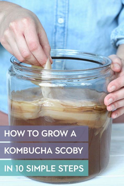 How To Grow a Kombucha SCOBY in 10 Steps | Want to brew your own kombucha at home? Well you’re going to need a SCOBY to get started! But don’t worry… it’s simple. Learn how to grow your own kombucha SCOBY in just 10 steps. Diy Kombucha, Kombucha Flavors, Kombucha Scoby, Kombucha Recipe, Homemade Kombucha, River Birch, Fermented Tea, Kombucha Tea, Fermentation Recipes