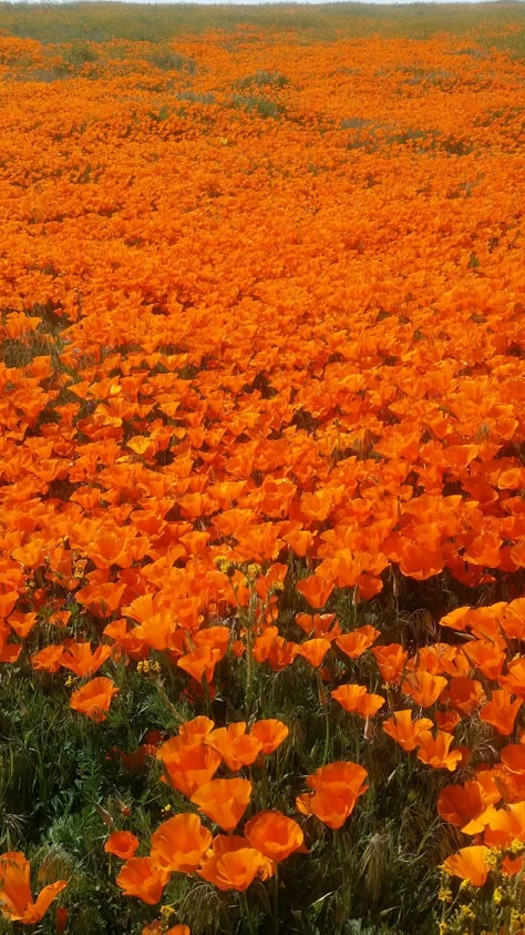 Landscaping With Flowers, Aesthetic Orange Wallpaper, Lancaster California, Orange Phone, Aesthetic Orange, Fleur Orange, Flowers Orange, Orange You Glad, Orange Aesthetic