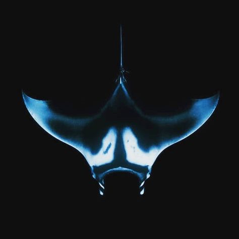 Manta Ray From Above, Space Manta Ray, Manta Ray Art Design, Manta Ray Design, Manta Ray Photography, Manta Ray Aesthetic, Manta Ray Wallpaper, Sting Ray Art, Majestic Sea Flap Flap