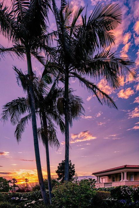 King Palms at Sunset, Palos Verdes Estates, South Bay Los Angeles 07/22/2023 Miami Wallpaper, Cattle Ranching, South Bay, Orange County, Oasis, Beautiful Views, Summer Time, 19th Century, Wonder