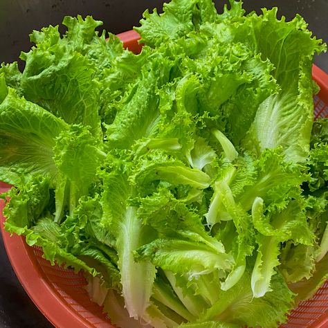 Lettuce^^ Lettuce Aesthetic, Korean Lettuce Wraps, Massive Garden, Heavy Meals, Bahay Kubo, Seed Box, Iceberg Lettuce, Veg Garden, Korean Bbq