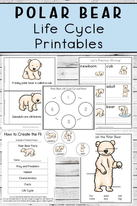 Learn about polar bears and their life cycle with these Polar Bear Life Cycle Printables, aimed at children in preschool and kindergarten. Polar Bear Life Cycle, Polar Bears Preschool, Polar Bear Unit, Polar Bears Activities, Polar Bear Facts, Bears Preschool, Polar Bear Craft, Bear Craft, Urs Polar