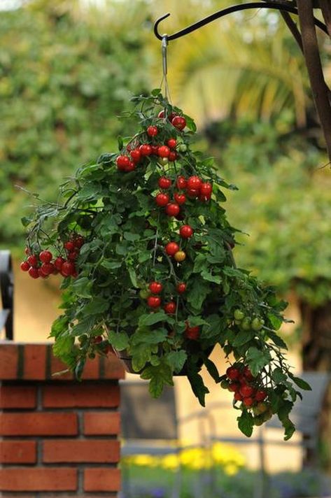 ‘Topsy Tom’ tomato was bred to grow in a hanging basket.   Recommended by Needhams.  Get this one on 2020! Tomato Hanging Basket, Tanaman Tomat, Growing Cherry Tomatoes, Gemüseanbau In Kübeln, Growing Tomato Plants, Growing Tomatoes In Containers, Vertical Vegetable Garden, Garden Growing, Plants For Hanging Baskets