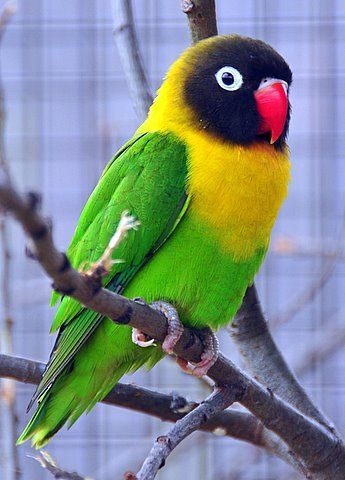 The Yellow-collared Lovebird (Agapornis personatus), also called Masked Lovebird or Eye Ring Lovebird, is a monotypic species of bird of the lovebird genus in the parrot family Psittaculidae. They are native to northeast Tanzania and have been introduced to Burundi and Kenya. Kinds Of Birds, All Birds, Exotic Birds, Tropical Birds, Pretty Birds, Colorful Birds, Birds Of Paradise, Bird Species, Bird Watching