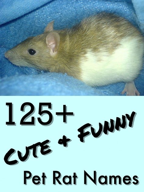 Did you recently get a pet rat or are you thinking about it? It's going to need a great name, and here are more than 125 to choose from. You'll find famous rat names, funny ones, cute ones, and even ones for pairs. Take a look and hopefully, you'll find the perfect one. Pet Rat Cages, Hamster Names, Dumbo Rat, Pet Rodents, Baby Rats, Pet Rat, Funny Rats, Rat Cage, Funny Mouse