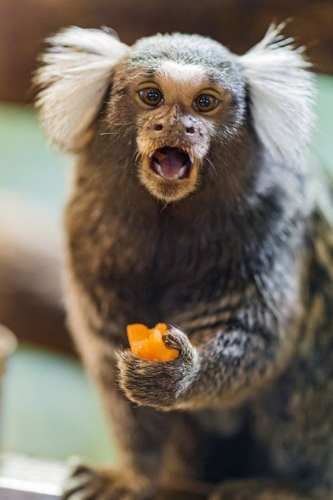 Common marmoset eating fruit. Common Marmoset, Marmoset Monkey, Animal Print Wallpaper, Wild Creatures, Rare Animals, Cute Monkey, Cute Animals Images, Baby Animals Funny, Primates