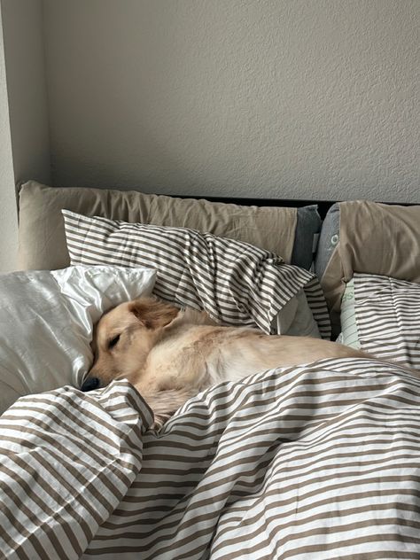 Cuddling With Dogs Aesthetic, Dogs In Bed, Dog On Bed, Golden Retriever Aesthetic, Dog Sleeping, Cozy Dog, Paws And Claws, Pet Life, Sweet Animals