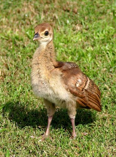 baby peacock Baby Peacock, Peacock Pheasant, Cute Peacock, Peacock Baby, Peacock And Peahen, Bird Watcher, Pretty Birds, Cute Birds, Farm Yard