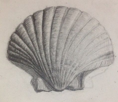 Charcoal Shell Drawing, Seashell Drawing Realistic, Shell Drawing Realistic, Shell Pencil Drawing, Graphite Drawings Beginner, Shell Drawing Pencil, Organic Shapes Drawing, Beachy Drawings, Sea Shell Drawing