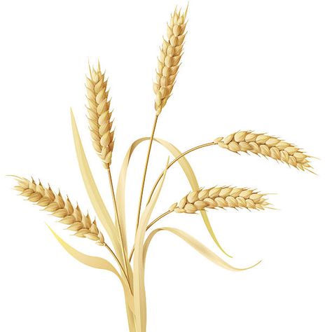 Rye Plant, Wheat Vector, Wheat Decorations, Wheat Design, Plant Vector, Vector Icons Illustration, Vector Sketch, Botanical Watercolor, Icon Set Vector