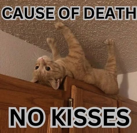 20 Cat Memes That Will Have You Feline Good On Thursday - I Can Has Cheezburger? Cute Cat Memes, Cats Memes, Silly Cats Pictures, Cat Meme, Cat Pictures, Cat Funny, Silly Animals, Cats Cute, Cute Memes