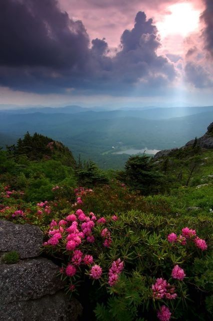 Asheville Ashville North Carolina, Pink Rhododendron, Nc Photography, Carolina Mountains, Western Nc, Nc Mountains, North Carolina Mountains, North Carolina Homes, Fairy Queen