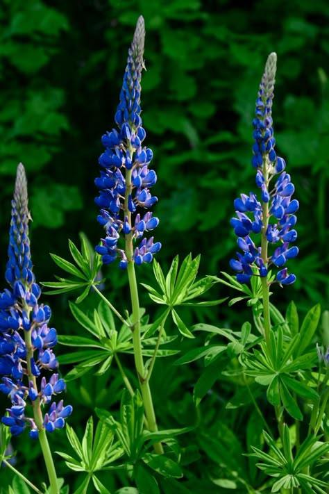 Yes, There's a Lupine Native to Eastern North America Blue Lupine Flowers, Montana Wildflowers, Bolton House, Blue Lupine, Wild Lupine, California Native Garden, Lupine Flowers, Native Gardens, Lady Slipper