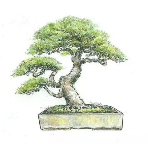 Bonsai Sketch Drawing, Bonsai Sketch, Bonsai Tree Drawing, Bonsai Painting, Bonsai Tree Painting, Bonsai Tattoo, Bonsai Drawing, Japanese Trees, Bonsai Tree Tattoos