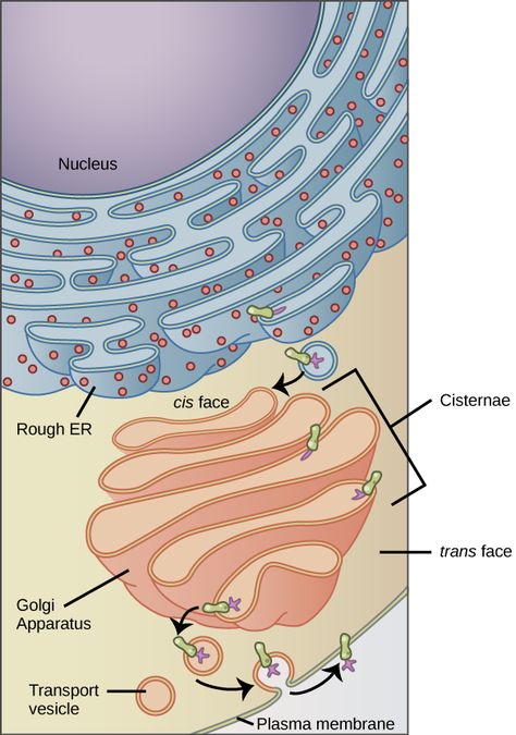 Vet Anatomy, Endomembrane System, Golgi Apparatus, Biology Activity, Science Cells, Cell Organelles, Eukaryotic Cell, Plasma Membrane, Biology Classroom