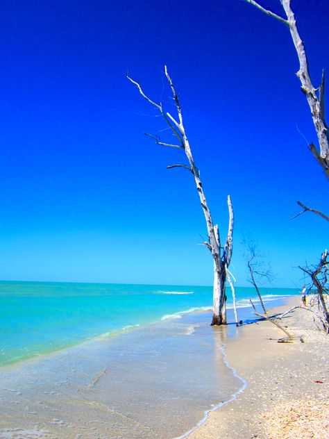 Englewood, Florida. our favourite beach in the USA Email Icon Png, Manasota Key Florida, Beach Shadow Boxes, Manasota Key, Disney Phone Backgrounds, Underwater Park, Englewood Florida, Key West Sunset, Gasparilla Island