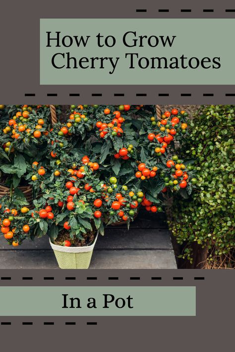 Cherry tomatoes are the perfect tomato plant if you want to produce continuous bite-sized tomatoes all summer long.  | Grow cherry tomatoes in a pot | Great for new and experienced gardeners alike. Cherry Tomato Garden, Tomatoes In Pots, Cherry Tomato Plant Care, Growing Cherry Tomatoes In Pots, Growing Cherry Tomatoes In Containers, Cherry Tomato Plants Growing Tips, How To Grow Cherry Tomatoes From Seeds, Growing Cherry Tomatoes Raised Beds, Potted Tomato Plants