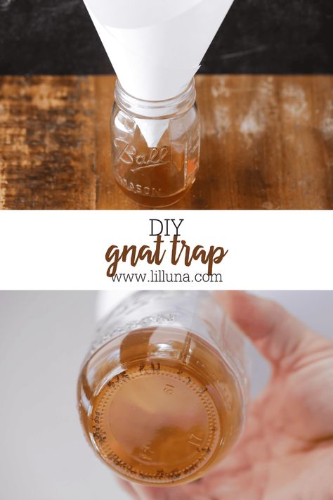 This Gnat Trap (or Fruit Fly Trap) literally takes 2 minutes to put together and works AWESOME! Say goodbye to fruit flies! #fruitflies #fruitflytrap #fruit #flies #gnattrap #gnats Apple Cider Vinegar Gnat Trap, Diy Gnat Trap Indoor, Gnat Trap Diy, Homemade Fruit Fly Trap, Gnat Trap, Gnat Traps, Fruit Fly Trap, Fruit Fly, Empty Jar