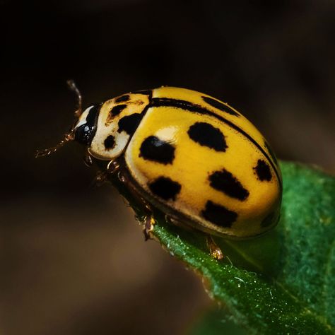 Yellow ladybug Phoenix Drop High, Yellow Ladybug, Beautiful Bugs, Poppy Flowers, Year 3, Yellow Aesthetic, Beetles, Poppy Flower, Biology