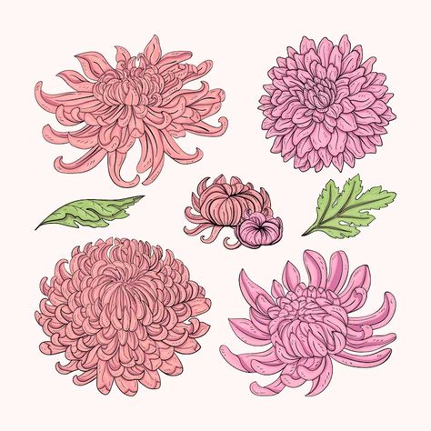 Crysantenum Flower Illustration, Crythanthimum Flowers, Mum Drawing, Crysantenum Flower, Embroidered Chrysanthemum, Chrysanthemum Flower Drawing, Crysanthemum Flower, Bday Crown, Chrysanthemum Drawing