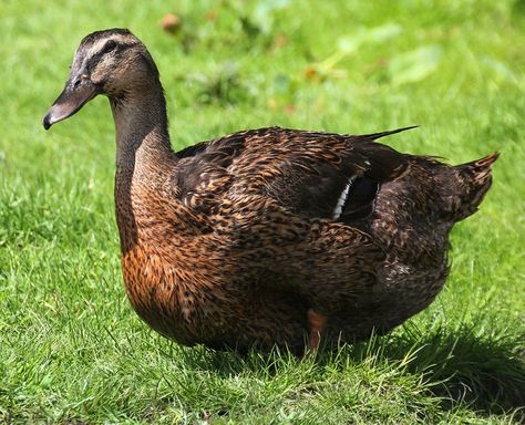 Rouen Ducks | Female Rouen Duck Rouen Ducks, Rouen Duck, Live Chicken, Duck Breeds, Raising Ducks, Duck Pictures, Raising Rabbits, Pet Ducks, Duck House