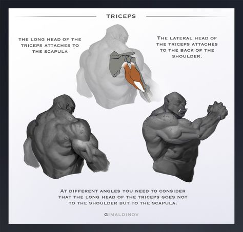 I present to you my personal project based on a small tips for 2D artists. This time I would like to share with you few things about triceps and tendon. Triceps Anatomy, Anatomy Arms, Muscular Anatomy, Figure Tutorial, 3d Drawing Tutorial, 3d Drawing Techniques, Arm Anatomy, 3d Monster, Drawing Study