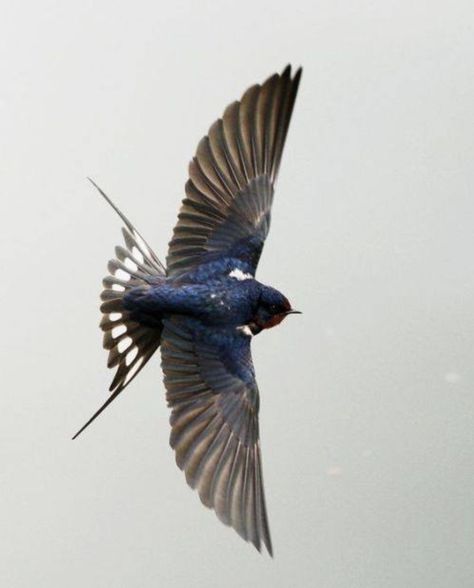 Bird Flying Side View, Larry Aesthetic, Flying Bird Art, Wing Reference, Swallow Bird Tattoo, Flying Pose, Bird Mural, Swallow Bird Tattoos, Fly Baby