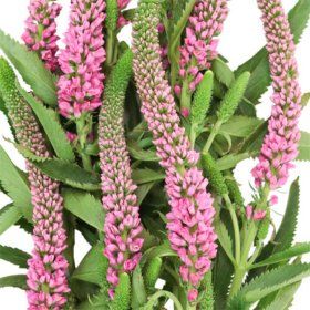 Veronica Flower, Pink (100 stems) Veronica Flower, Pink Veronica, Wedding Planning Checklist Detailed, Savings Book, Diy Wedding Planning, Beautiful Bouquets, Fall Garden, Fresh Cut Flowers, Floral Supplies